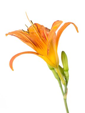 Turuncu lily çiçek