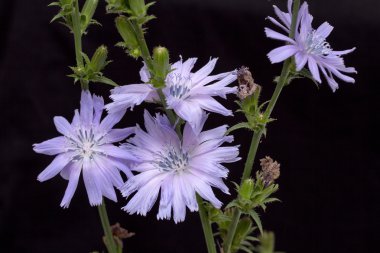 Hindiba siyah arka plan üzerine