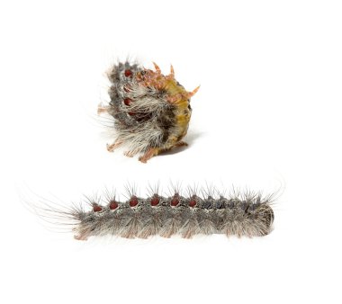 Gypsy moth tırtıllar