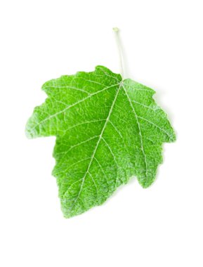 Beyaz yaprak yeşil