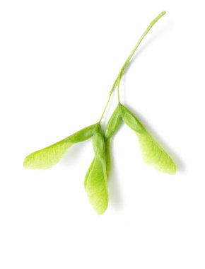 İzole yeşil akçaağaç tohumu