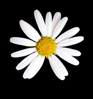 Beyaz papatya çiçek makro çekim