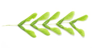 İzole yeşil akçaağaç tohumu