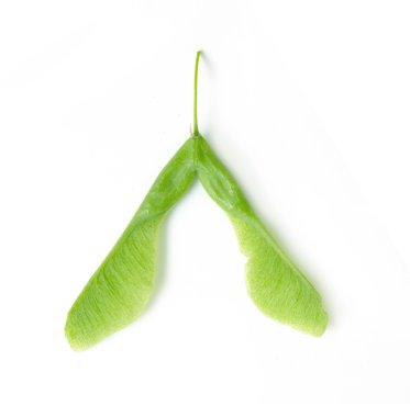 İzole yeşil akçaağaç tohumu