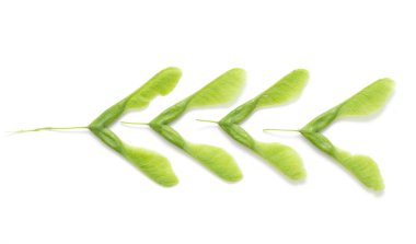 İzole yeşil akçaağaç tohumu