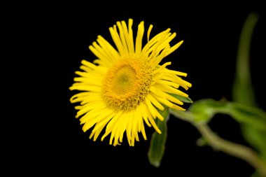 Sarı papatya yakın çekim