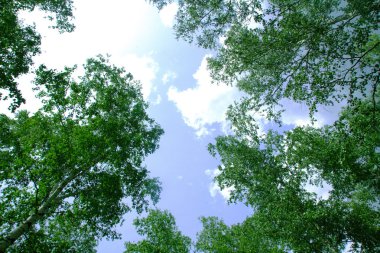 Ormanda beyaz huş ağaçları