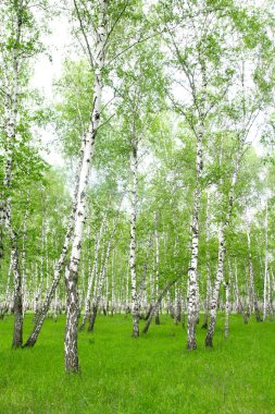 Ormanda beyaz huş ağaçları