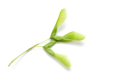 İzole yeşil akçaağaç tohumu