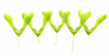 İzole yeşil akçaağaç tohumu