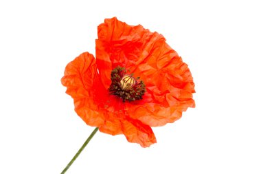 Bir beyaz üzerine kırmızı haşhaş çiçek