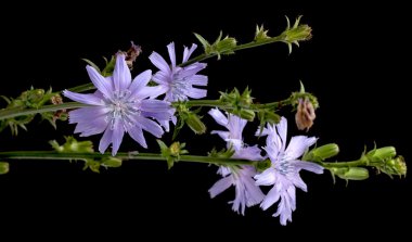 Hindiba siyah arka plan üzerine