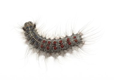 Gypsy moth tırtıl