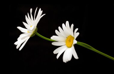 Beyaz papatya çiçekleri