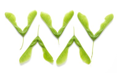 İzole yeşil akçaağaç tohumu