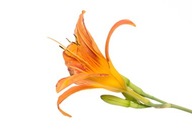 Turuncu lily çiçek