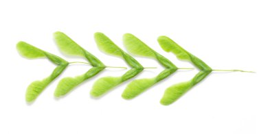 İzole yeşil akçaağaç tohumu