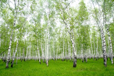 Ormanda beyaz huş ağaçları