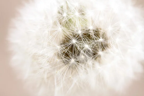 Dandelion seed close up — Stock Photo, Image