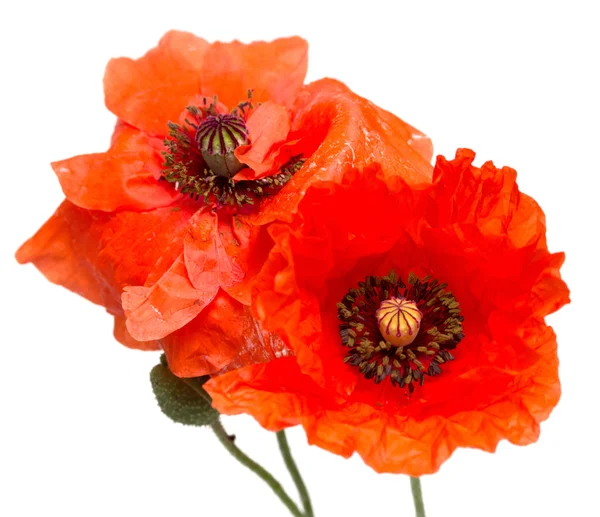 Rode papaver bloemen op een wit — Stockfoto