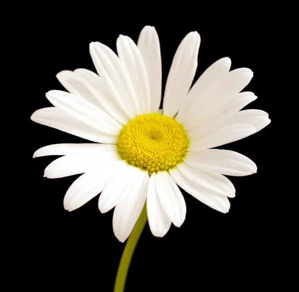 Makrorskudd av hvit blomst – stockfoto