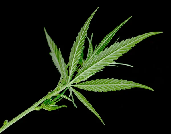 Green leaf of marijuana — Stock Photo, Image