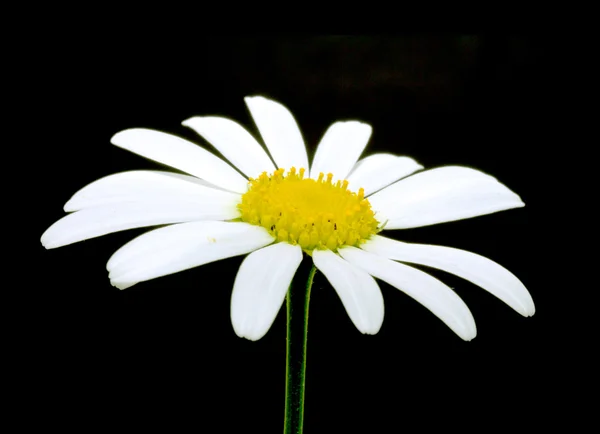 Makroaufnahme der weißen Gänseblümchenblümchen — Stockfoto