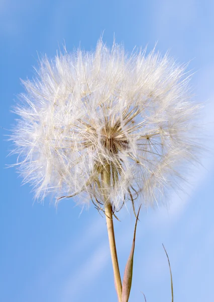 Reloj de diente de león contra el cielo azul —  Fotos de Stock