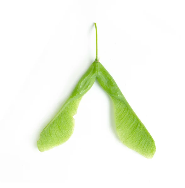 Зелене кленове насіння ізольовано — стокове фото