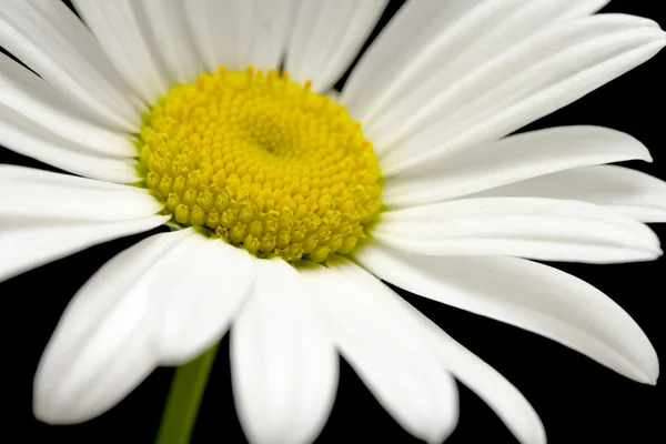 Makroaufnahme der weißen Gänseblümchenblümchen — Stockfoto