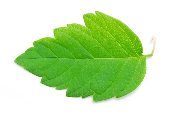 Green leaf on white — Stock Photo, Image