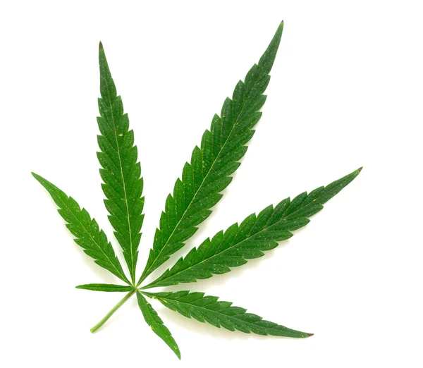 Green leaf of marijuana — Stock Photo, Image