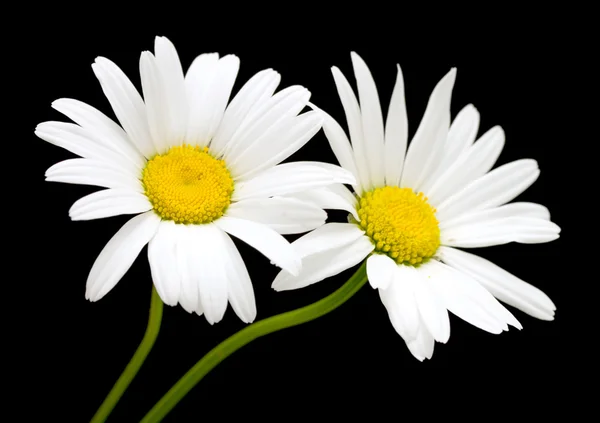 Fehér százszorszép virágok — Stock Fotó
