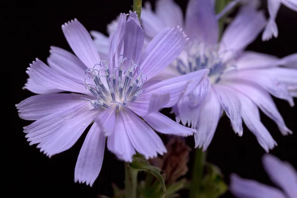 Chicory on black background — Stock Photo, Image