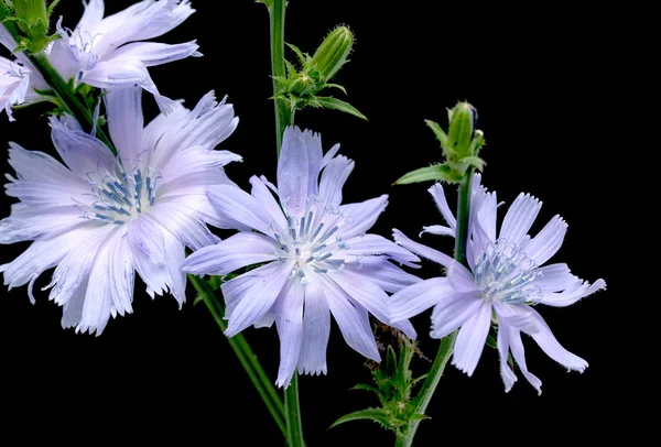 Chicory on black background — Stock Photo, Image