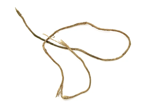 Laço de corda isolado — Fotografia de Stock