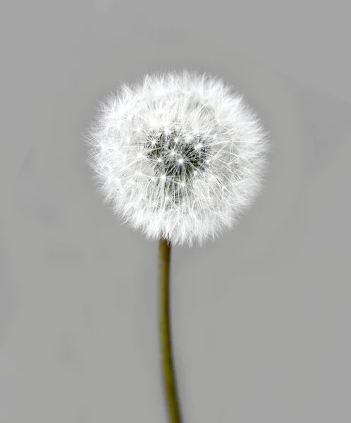 Dandelion seed on gray — Stock Photo, Image