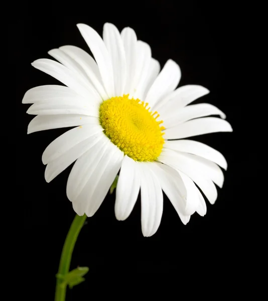 Macro tiro de flor de margarita blanca —  Fotos de Stock