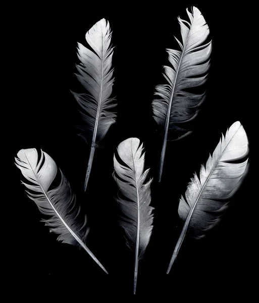 Kuş tüyü siyah — Stok fotoğraf
