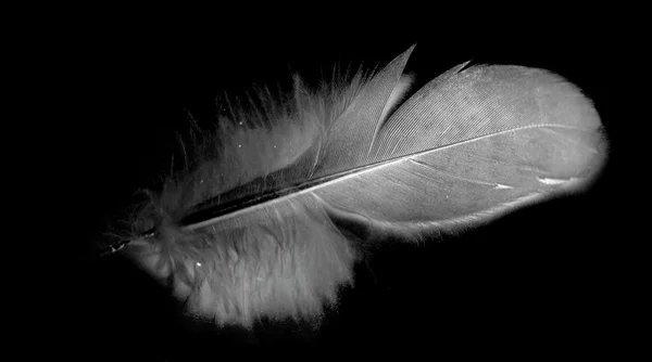 Bird feather on black — Stock Photo, Image