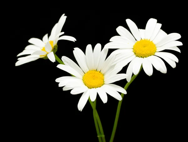 Fleurs de marguerite blanche — Photo