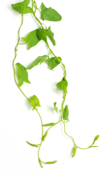 Green ivy isolated — Stock Photo, Image