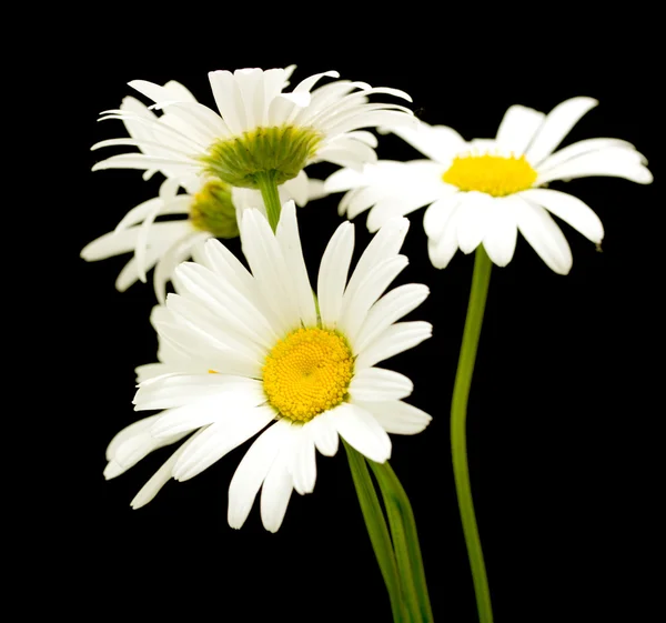 Weiße Gänseblümchen — Stockfoto