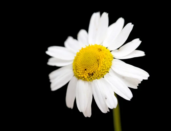 Macro-opname van witte margriet bloem — Stockfoto