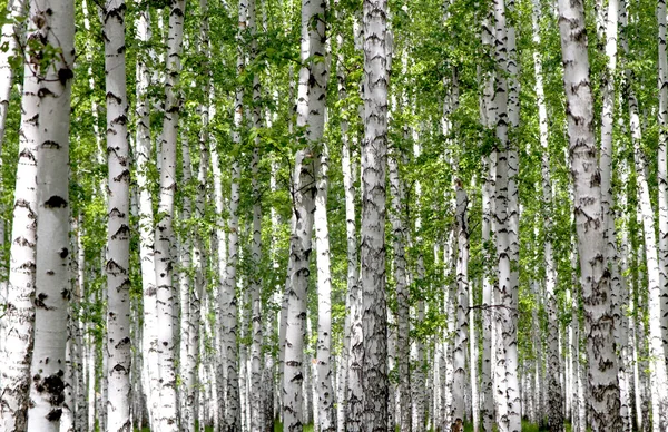 Bílé břízy v lese — Stock fotografie
