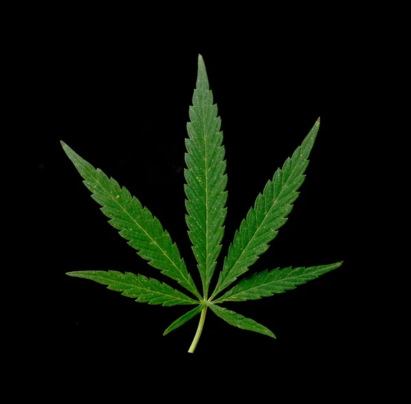 Zöld levél a marihuána — Stock Fotó