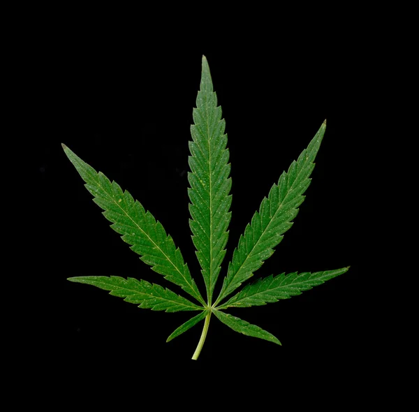 Green leaf of marijuana — Stock Photo, Image