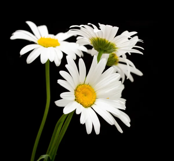 White daisy flowers — Stock Photo, Image