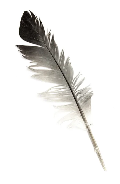 Pluma de un pájaro sobre un blanco —  Fotos de Stock