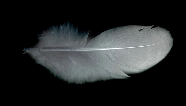 Bird feather on black — Stock Photo, Image